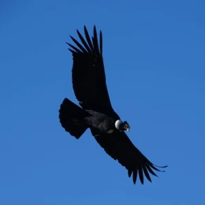 Huayhuash - Cajatambo